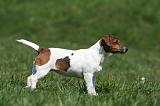 JACK RUSSEL 044